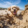 Are Artificial Beaches Safe for Dogs? Understanding Dog Food Labels and Protecting Your Dog’s Paws