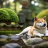 5 Tips: Enhance Shiba Inu Dog Health With Raw Food